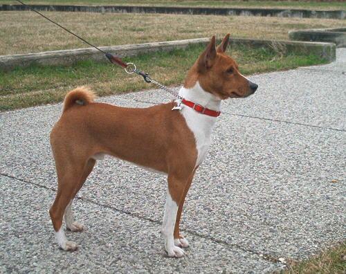 Basenji