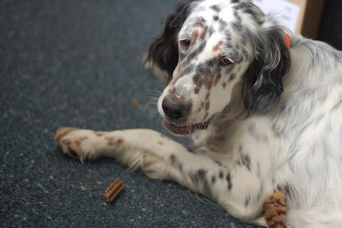 English Setter