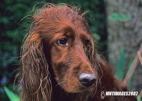 Irish Setter
