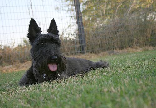 Scottish Terrier