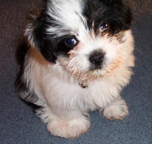 Shih Tzu