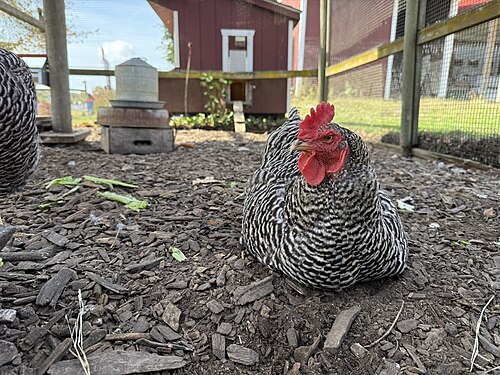 Barred Plymouth Rock