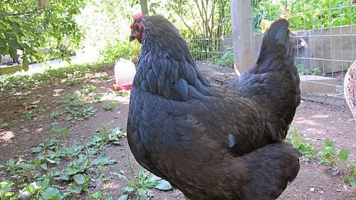 Black Australorp