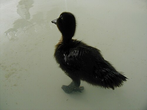 Indian Runner (Blue)