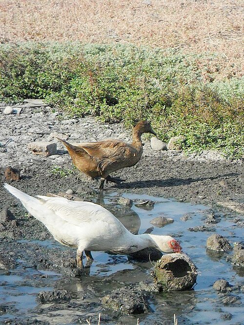Indian Runner (Chocolate)