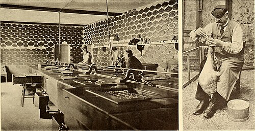 Miniature Silver Appleyard