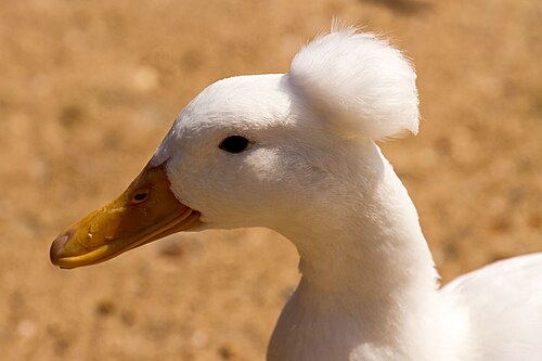 White Crested Duck